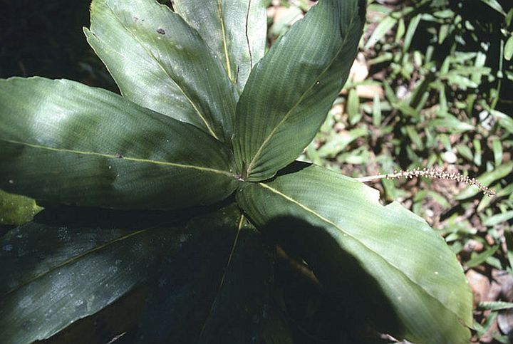 File:8ba045be-feab-46d8-ab60-b1b310b7f129.jpg