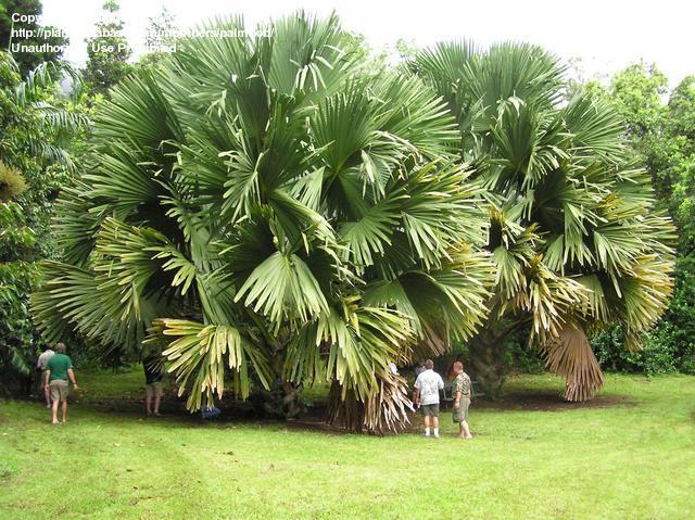 File:C9c03d.jpg