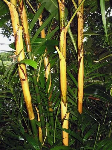 File:Pinanga dicksonii02.jpg