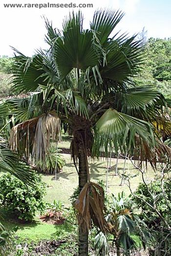 File:PriWai.jpg