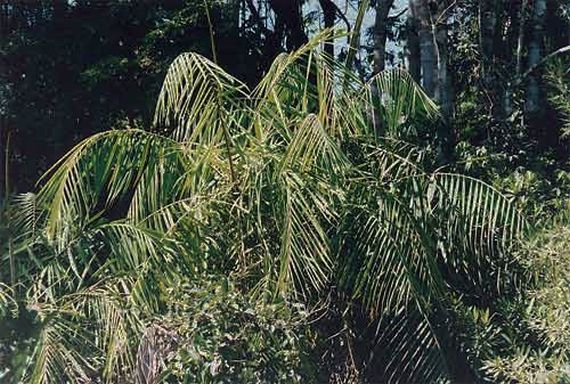 File:Rivularis01.jpg