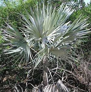 Coccothrinaxbos.jpg