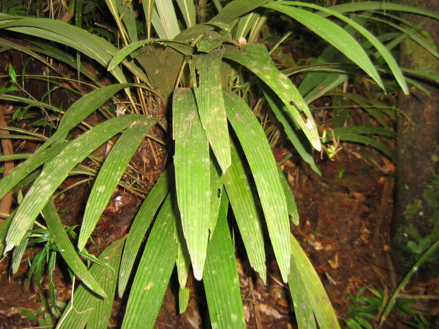 File:DaIMG 0420 Dypsis angustifolia broad leaf form..jpg