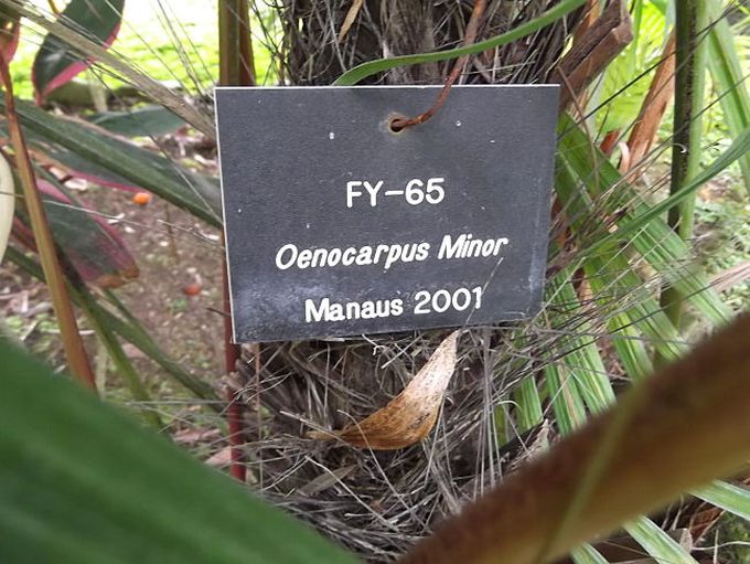 File:043 opt.jpg