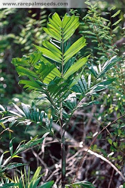 File:DypSco2.jpg