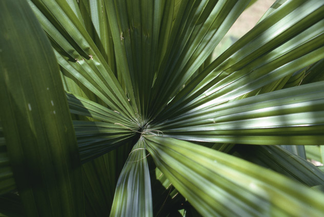 File:1446.jpg