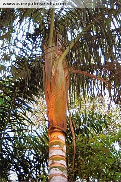 File:DypPre2.jpg