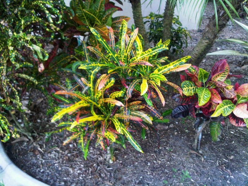 File:Golden glow1.jpg