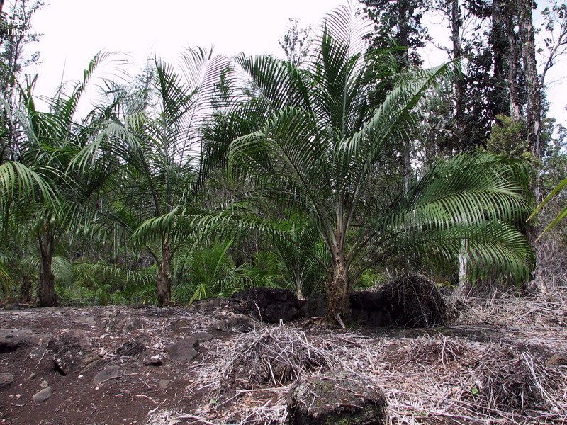File:Eba337.jpg