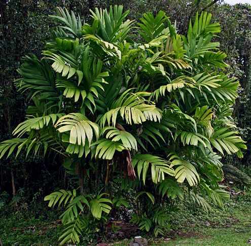 File:Pinanga coronata specimen.jpg
