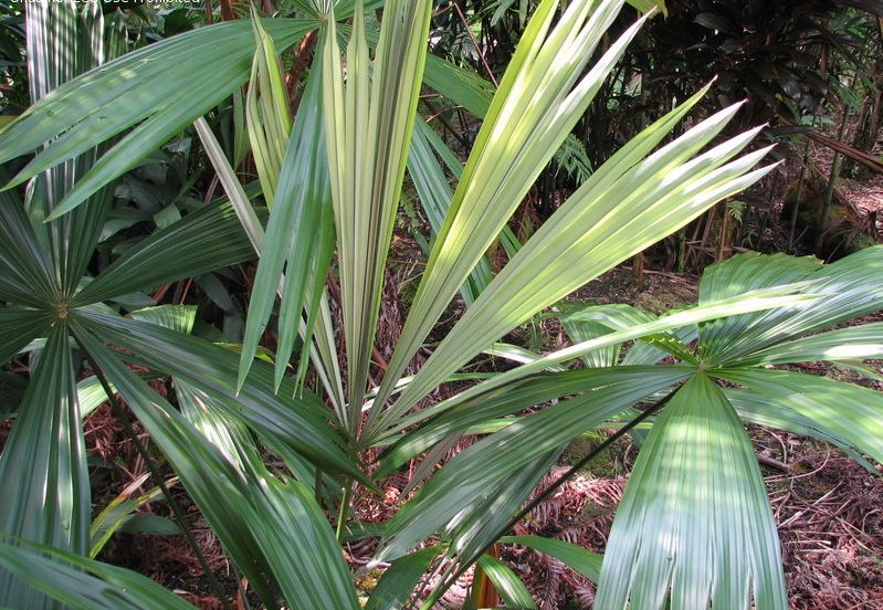 File:Chelule0001.jpg