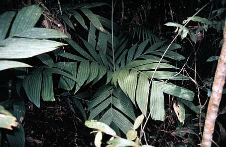 File:Pinanga sessilifolia02.jpg