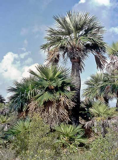 File:Colpothrinax wrightii craft.jpg