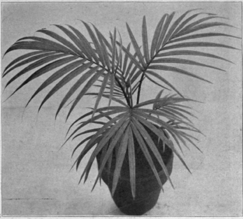 Acanthophoenix-Crinita.png
