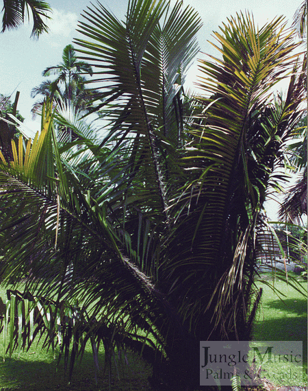 File:Astrocaryum malybo 002.gif