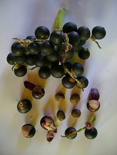 File:Bsimage004.jpg