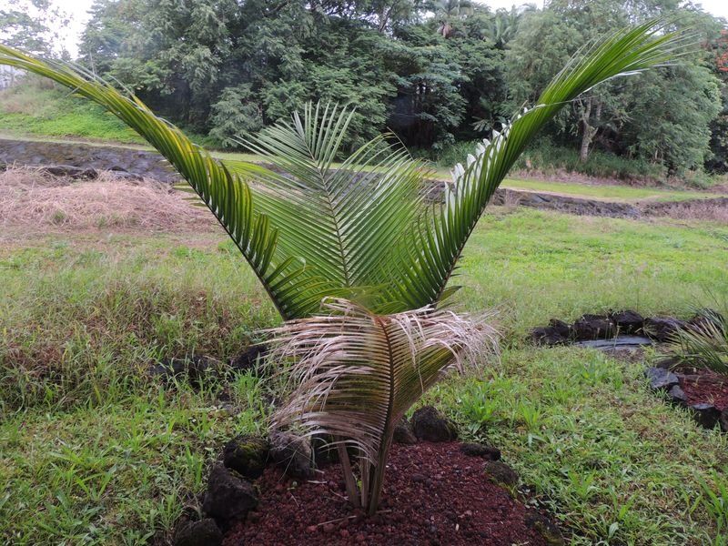 File:Cc8a6c.jpg
