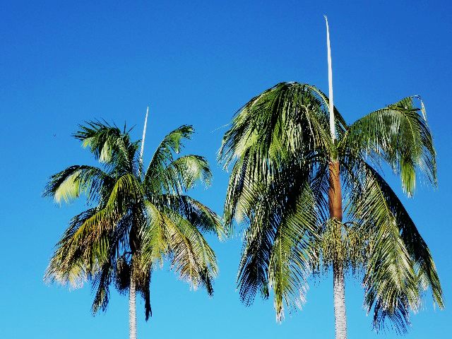 File:03.jpg