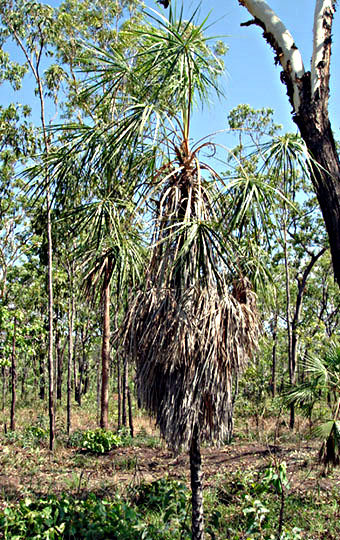 File:Inermis.jpg
