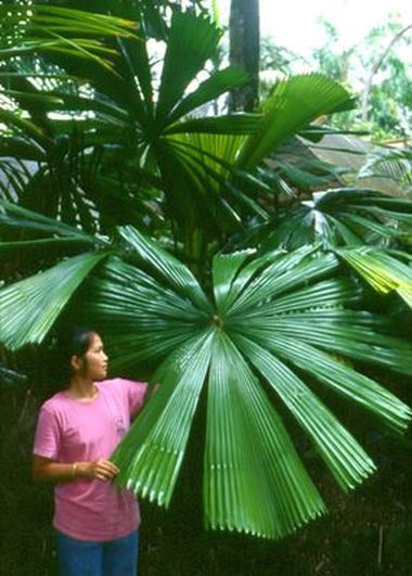 File:Licuala ramsayi.jpg