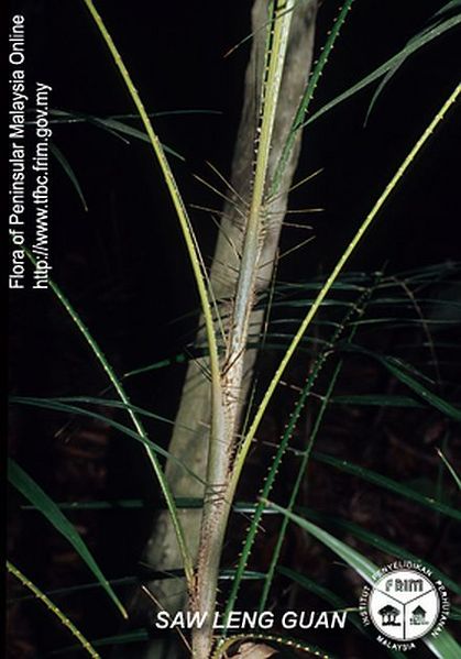 File:Calamus-laxissimus---Thorn.jpg
