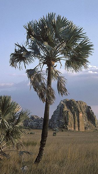 File:3f1f9f5e-5245-477d-b0ff-461a20d318c7z.jpg