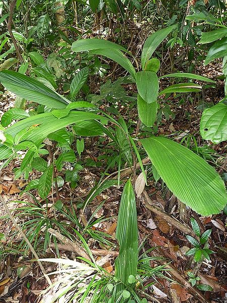 File:6217633344 4b3f75e0d1 b.jpg