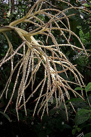 Norfolk-island-palm-norfolk-palm-rhopalostylis-baueri-arecaceae-palmae-BJ152G.jpg