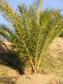 Thumbnail for version as of 14:52, 20 December 2009