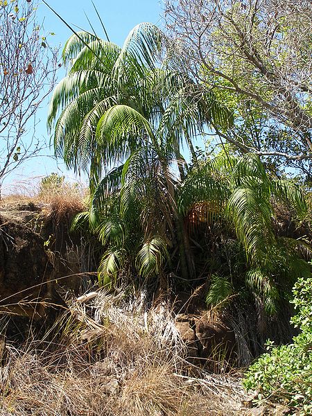 File:P1010411 Dypsis onilahensis.JPG