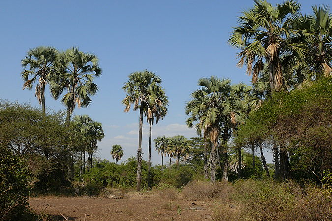 Borassus aethiopum 1.JPG