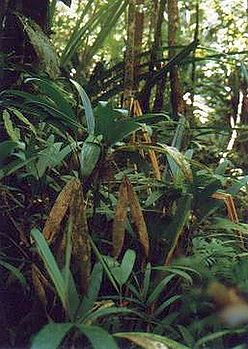 Glabrescens1jorgez.jpg
