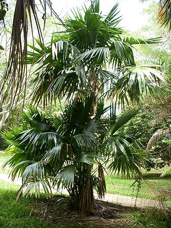 Chelyocarpus chuco pl Ho Y32908 N078.jpg