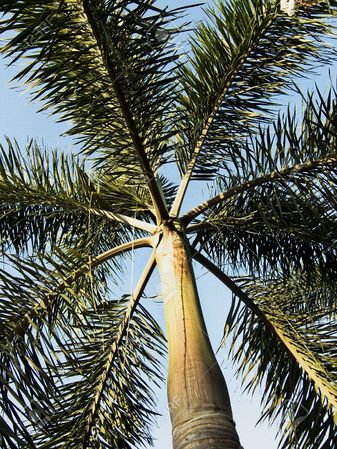 Foxtail Palm Babies, Wodyetia Bifurcata, 9 Tall From Soil in Grow