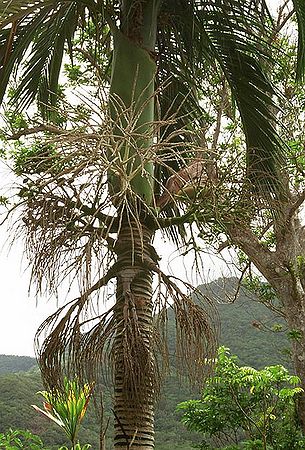 Carpoxylon macrospermum