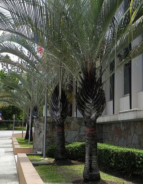 File:GBPIX photo 454753.jpg