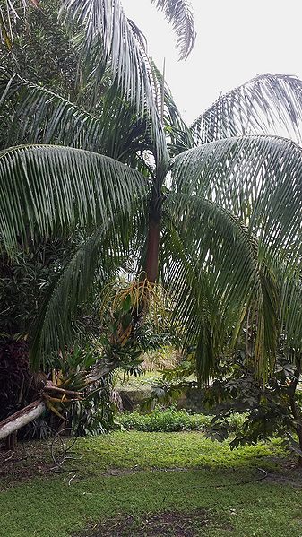 File:20160220 125006.jpg