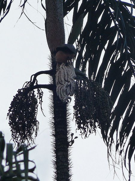 File:OfP1270421 2.jpg
