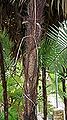 Thumbnail for version as of 00:55, 31 January 2015