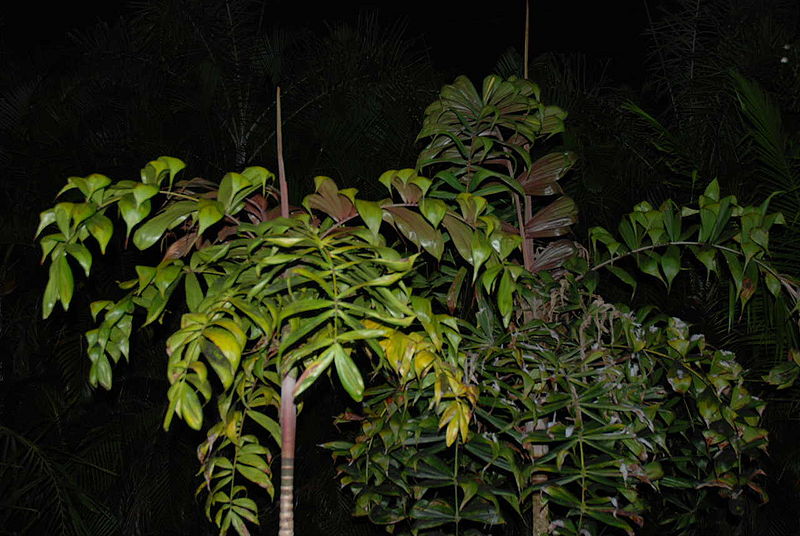 File:Dyps samb 080723 crbglpink.jpg