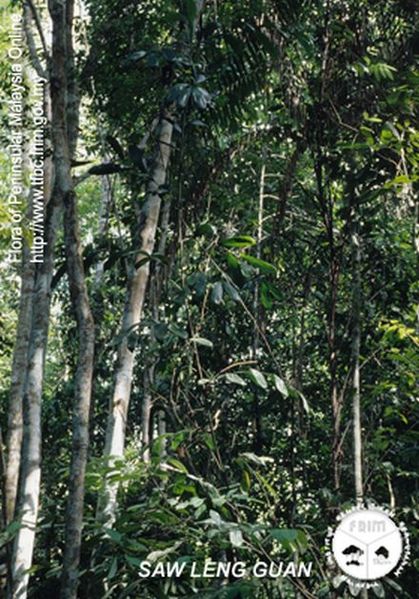 File:Calamus-insignis---Habit.jpg