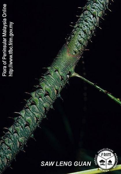 File:Calamus-exilis---Thorn.jpg