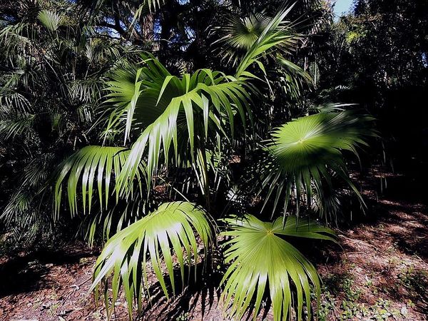スリナックス・エクセルサ　Thrinax excelsa Thrinax excelsa – Jamaican Thatch Palm – D'Asign Source