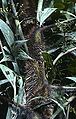 Thumbnail for version as of 00:42, 17 January 2015