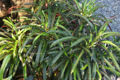 Thumbnail for version as of 02:51, 22 August 2010