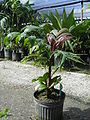 Thumbnail for version as of 09:51, 19 June 2012