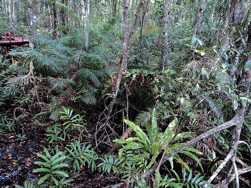File:CeDSC04388.JPG
