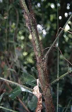 Cs2787900.jpg