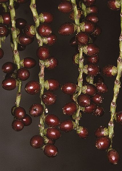 File:9b986b38-f2f5-46bc-b0e5-c57b2b7da49c.jpg