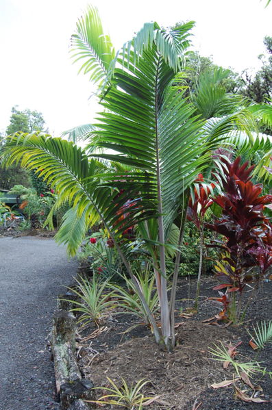 File:DSC 0102.JPG